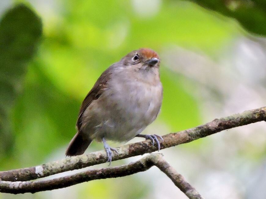 Burujara Pequeña (hembra)