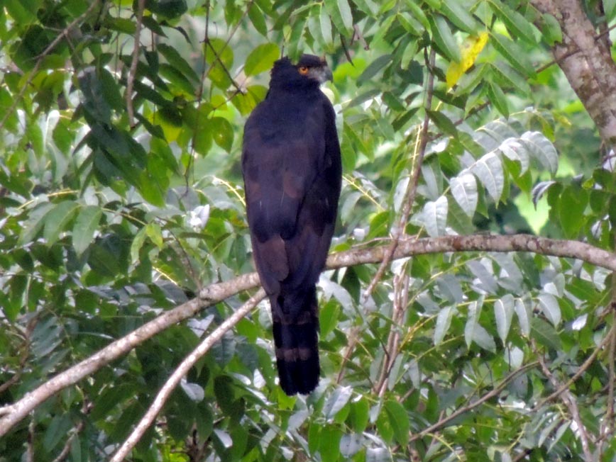 Águila Tirana