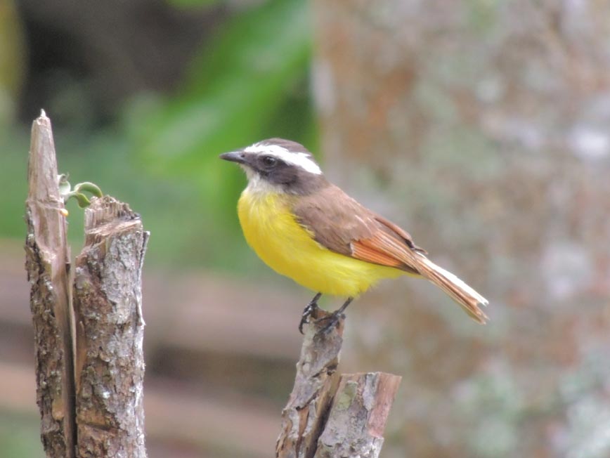 Atrapamoscas Pecho Amarillo