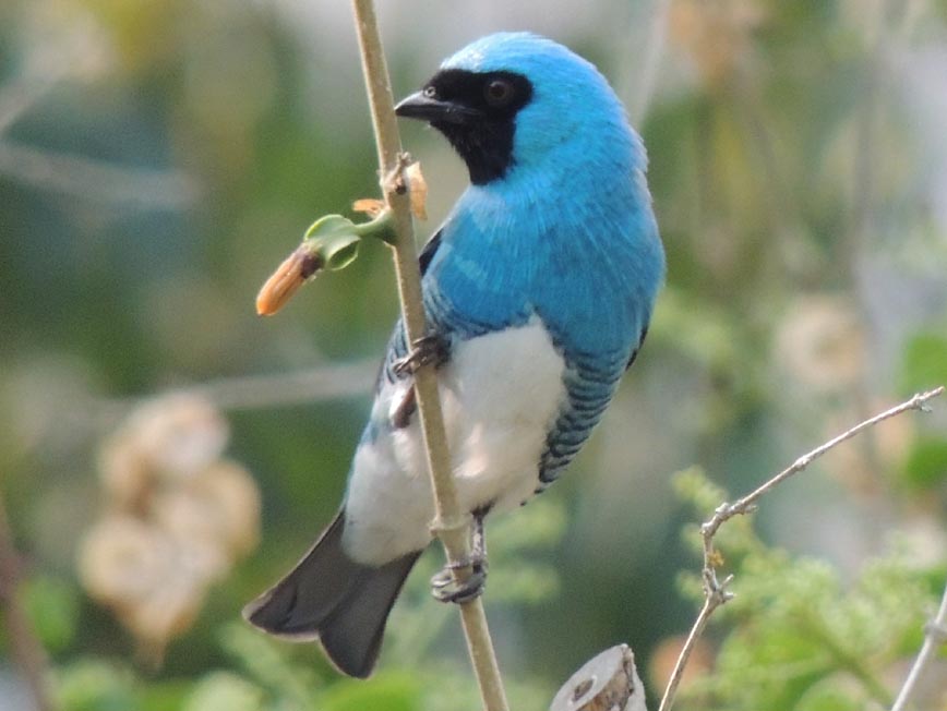 Azulejo Golondrina (macho)