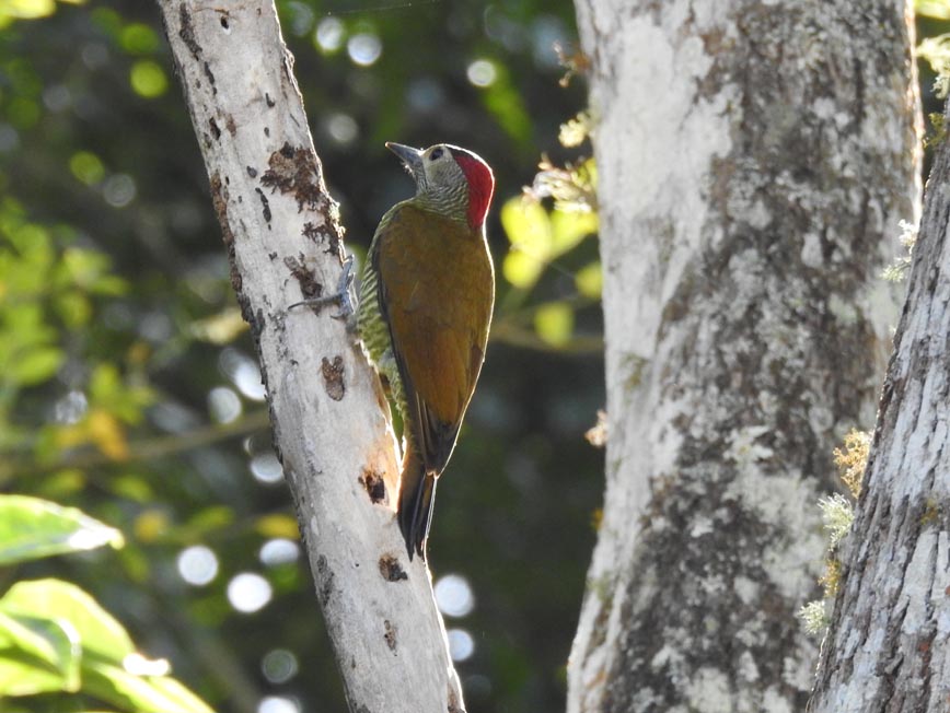 Carpintero Dorado Verde