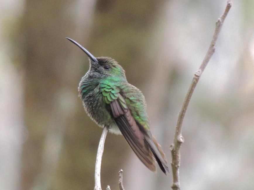 Colibri grande colinegro ( macho )