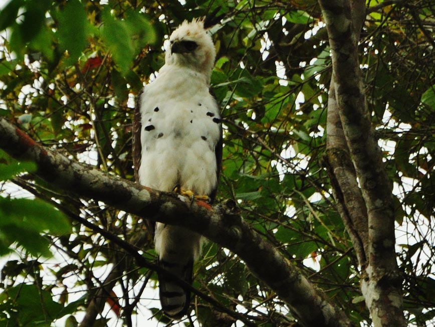 Águila de Penacho