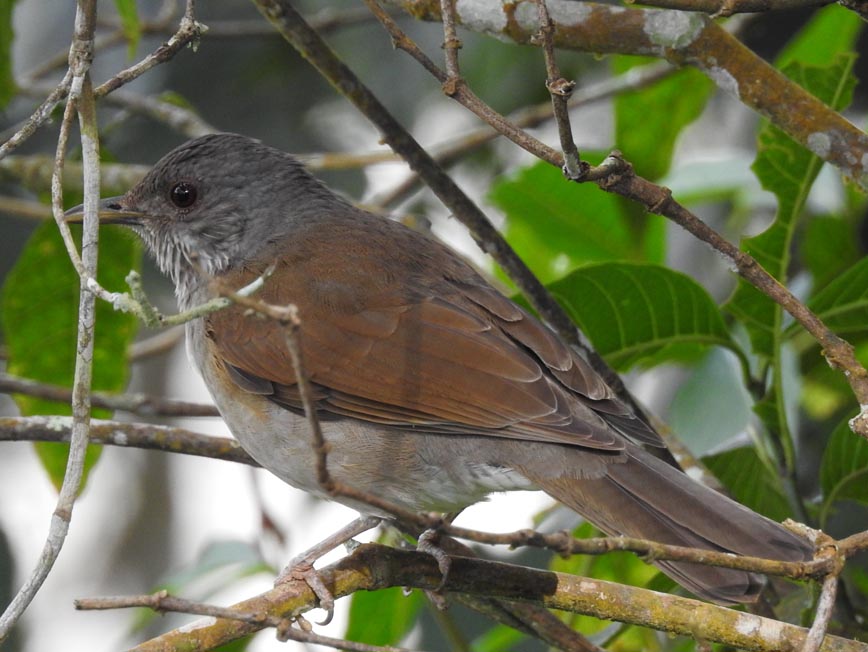 Paraulata Montañera