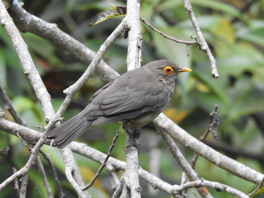 Paraulata Ojo de Candil