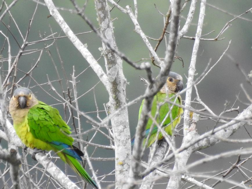 Perico Cara Sucia