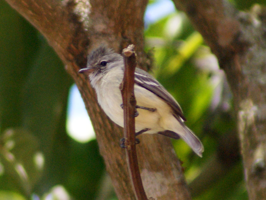 Atrapamoscas Lampiño