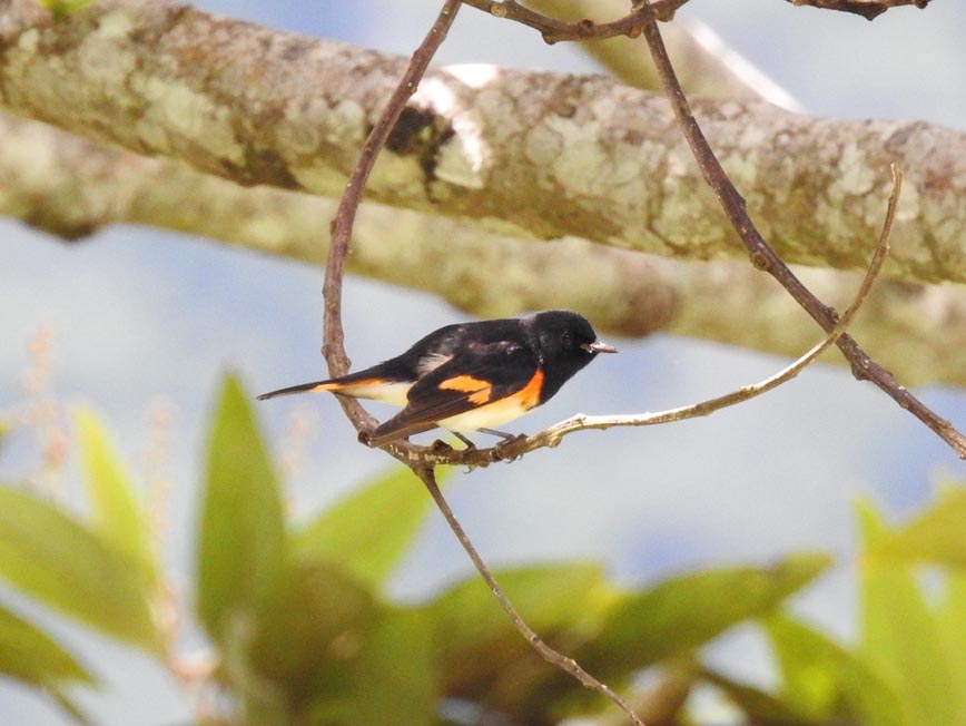 Candelita Migratoria