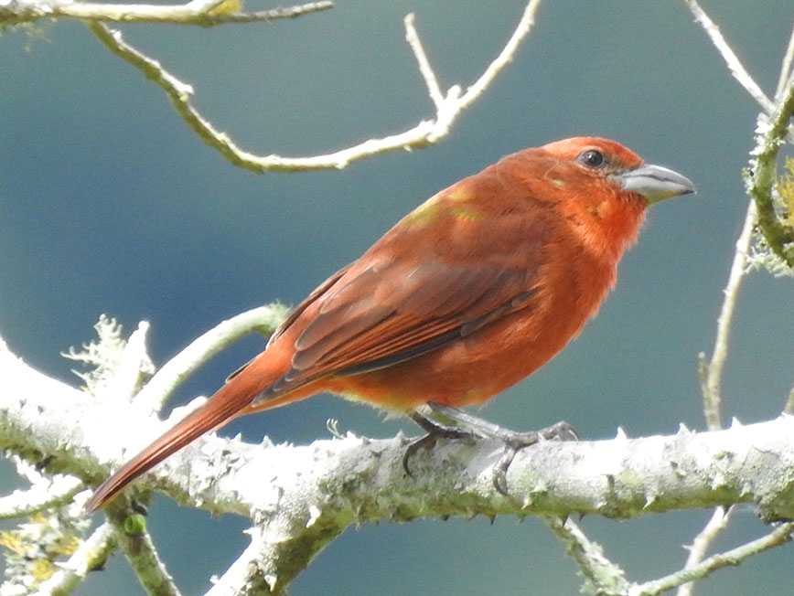 Cardenal Avispero