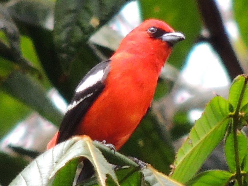 Cardenal Guamero