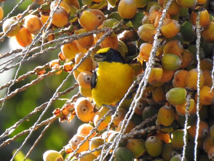 Curruñatá Piquigordo