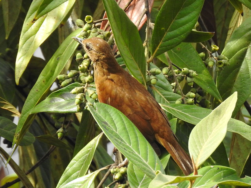 Paraulata Acanelada